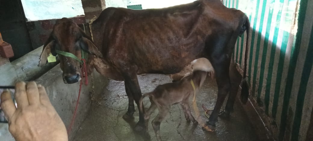 A rescued cow with her young calf sheltered at the Gaushala