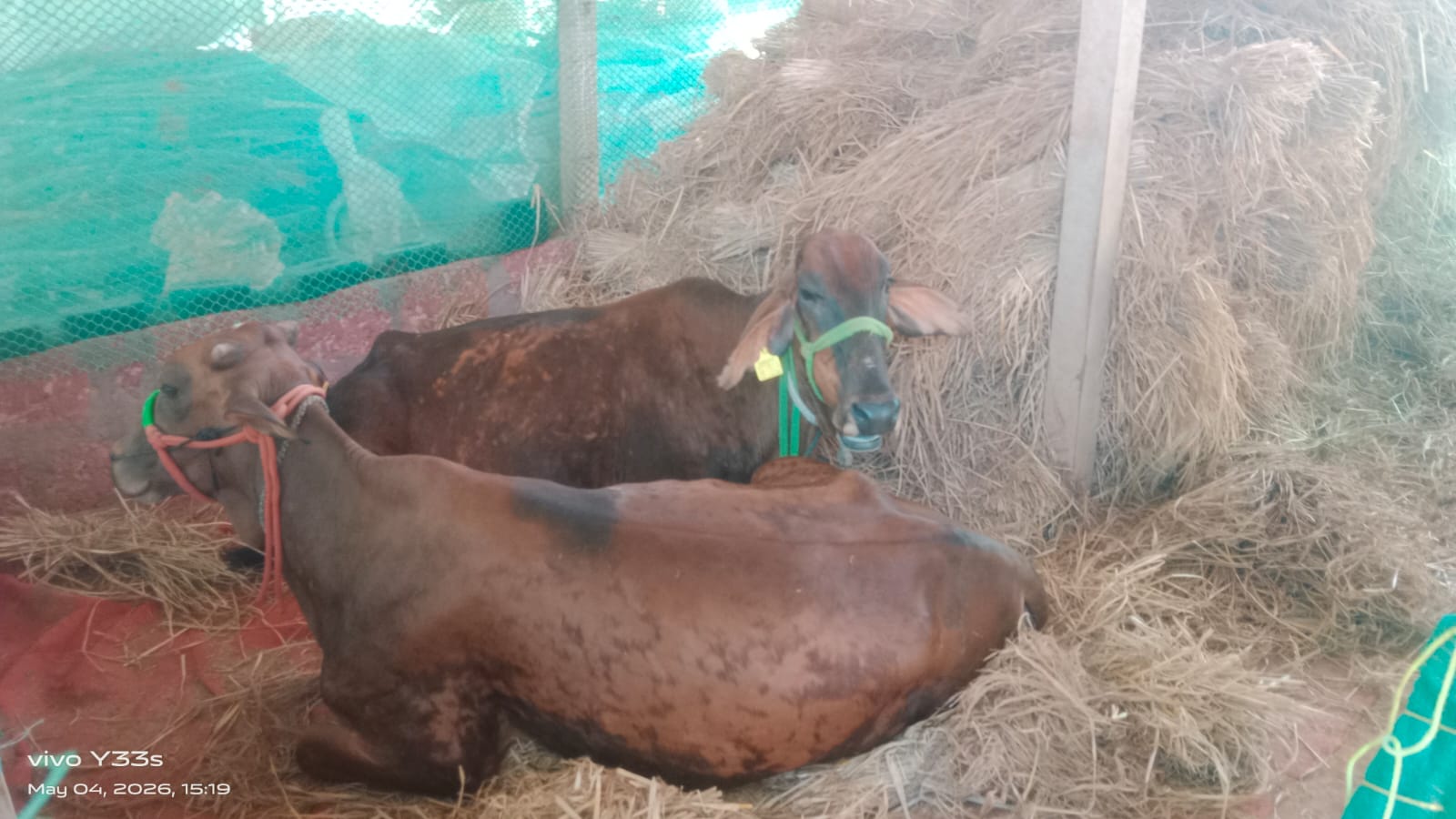 Two rescued cows resting on fresh bedding inside the covered shelter