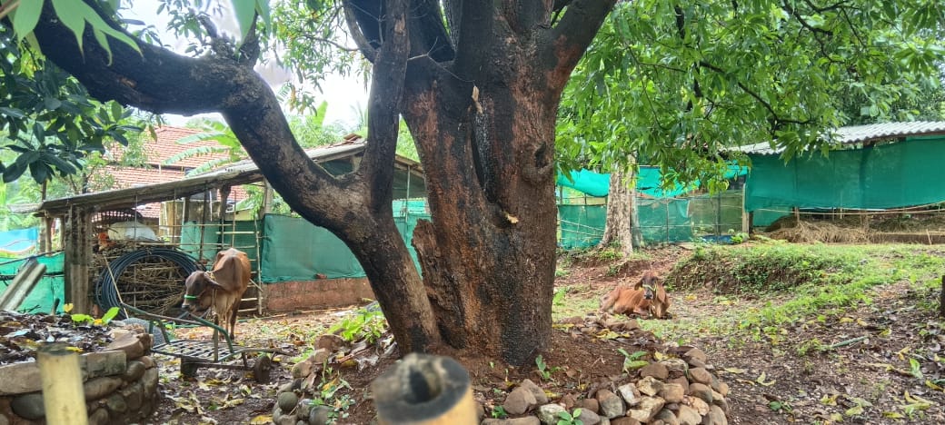 The Vijayalaxmi Gaushala grounds — cows resting under a large shade tree beside their shelters