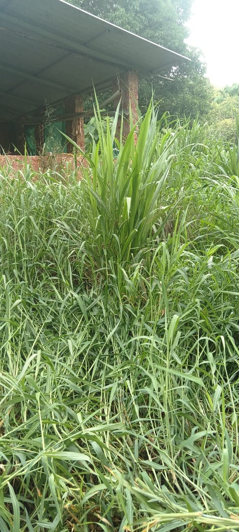 Green fodder growing beside the cattle shelter